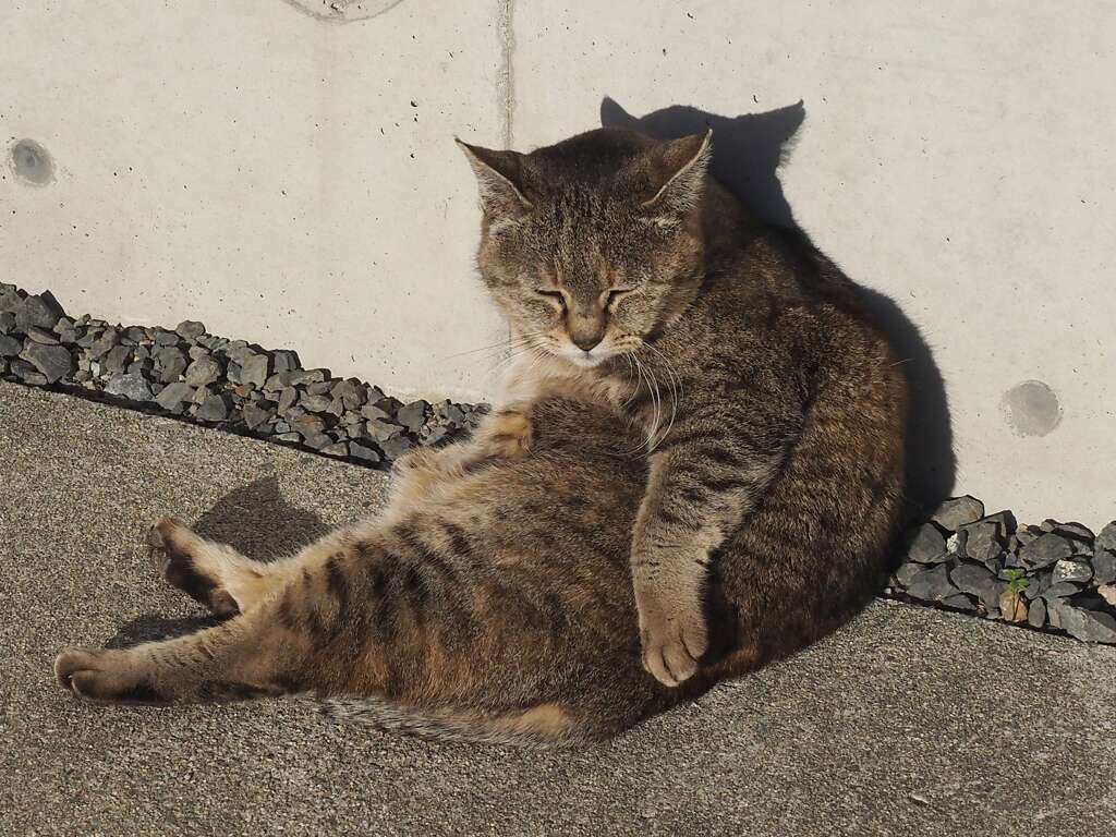 「人魚スタイル」♪