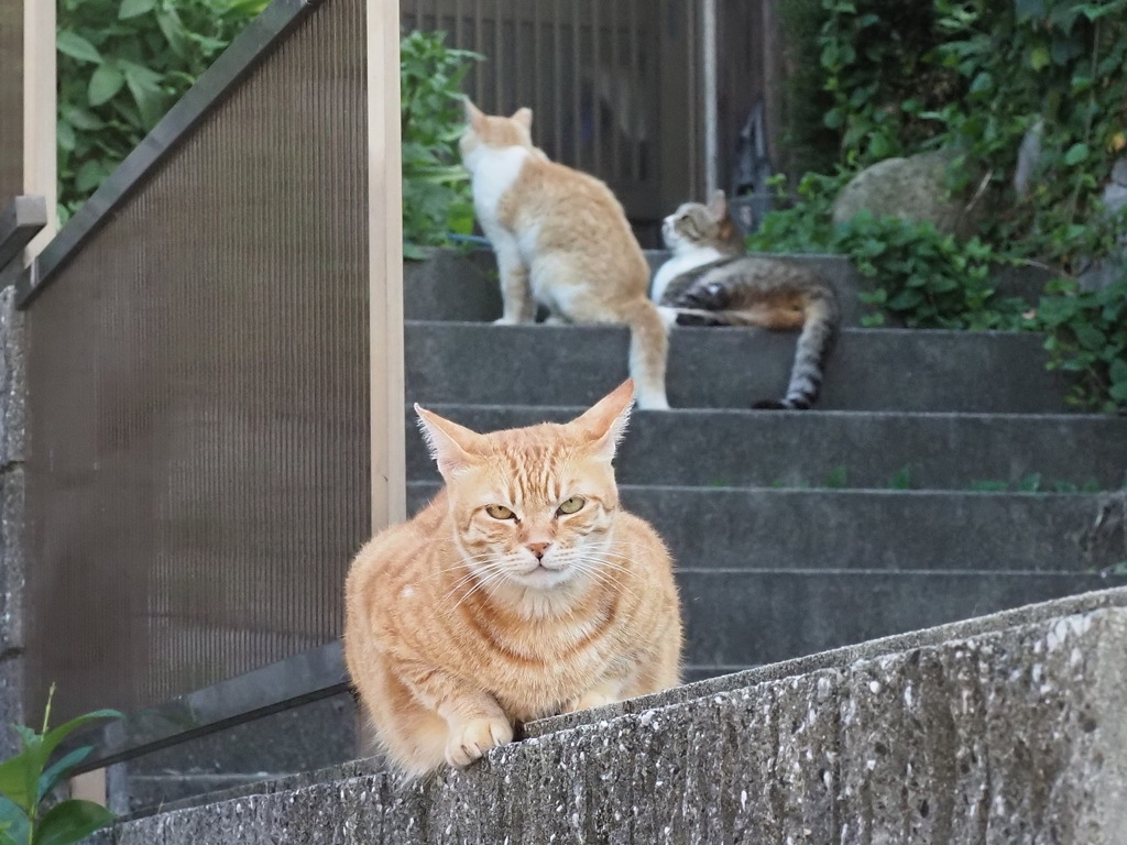 茶シロと仲間たち♪