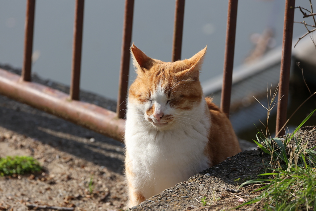 イカ耳♪