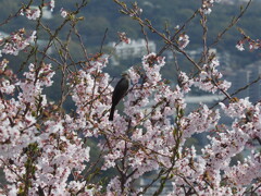 「花見鳥」♪