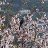 「花見鳥」♪