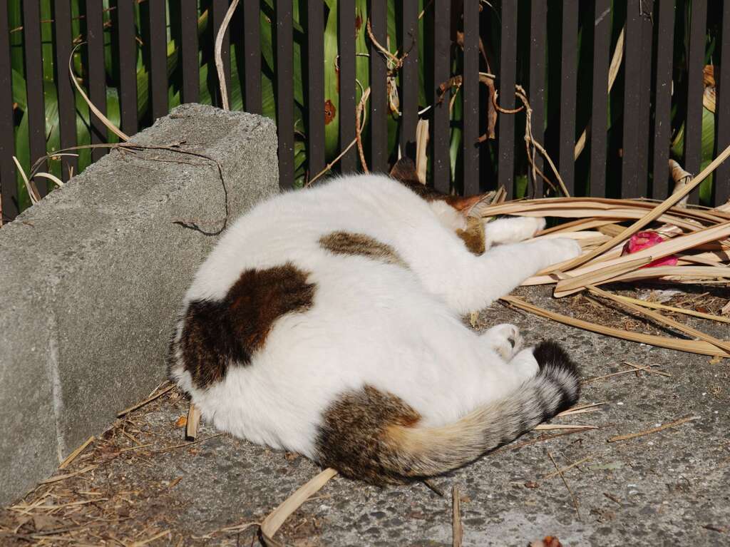 朝は、眠いのだ♪