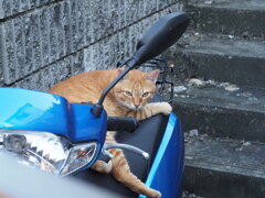 ネコちゃんライダー（Ⅱ）♪
