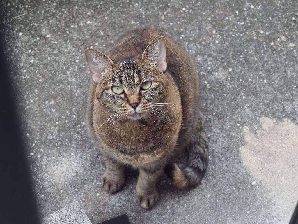 「来たか」♪