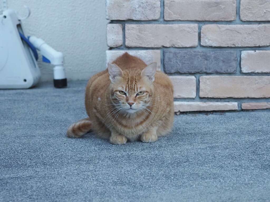 背中尖んがる♪