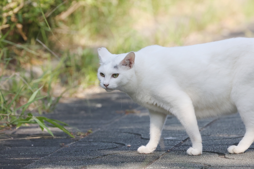 生け垣の中へ♪