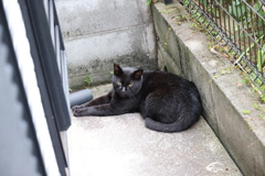 「クロネコ」百態（続編）♪