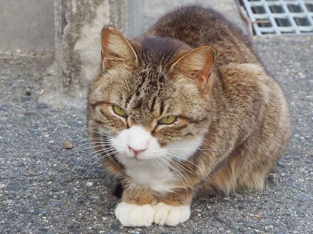 「靴下を履いたネコ」♪