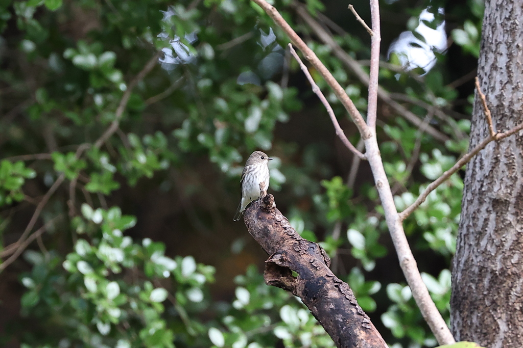「秋鳥」飛来♪