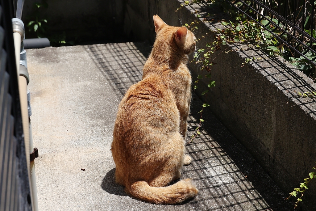 何か、いるかい♪（続編）