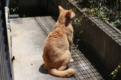 何か、いるかい♪（続編）