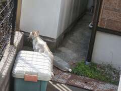 「迷い猫」♪