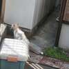 「迷い猫」♪