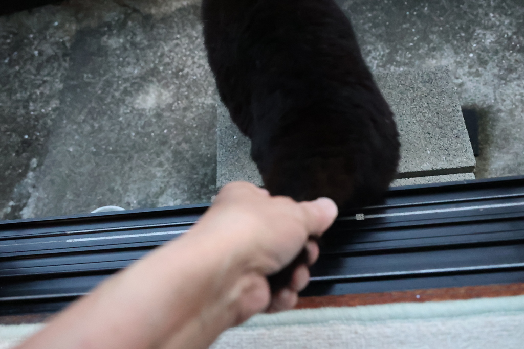 掴んだニャ♪