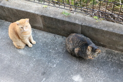 「中サバトラ」も来た♪