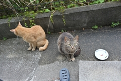 クリーム足（餌の取り合い）