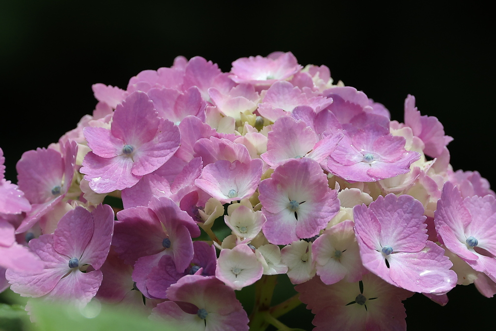 Pink♪