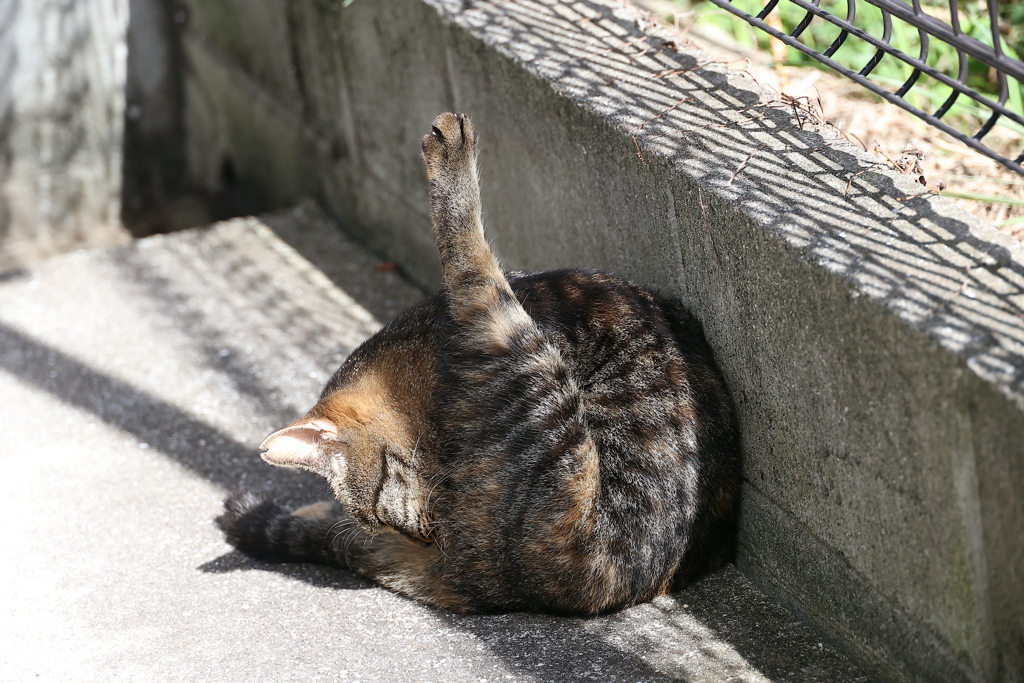 「中サバトラ」その後♪