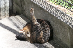 「中サバトラ」その後♪