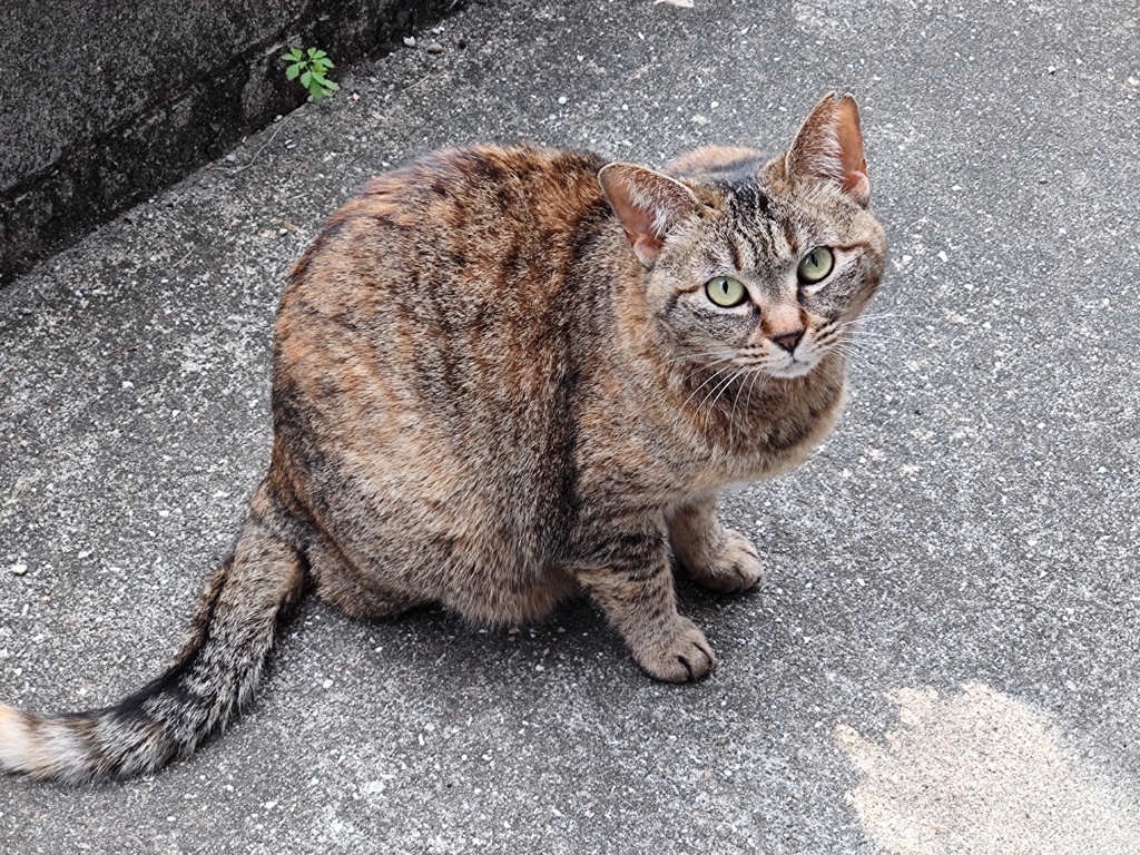 「ご飯下さいニャ」♪