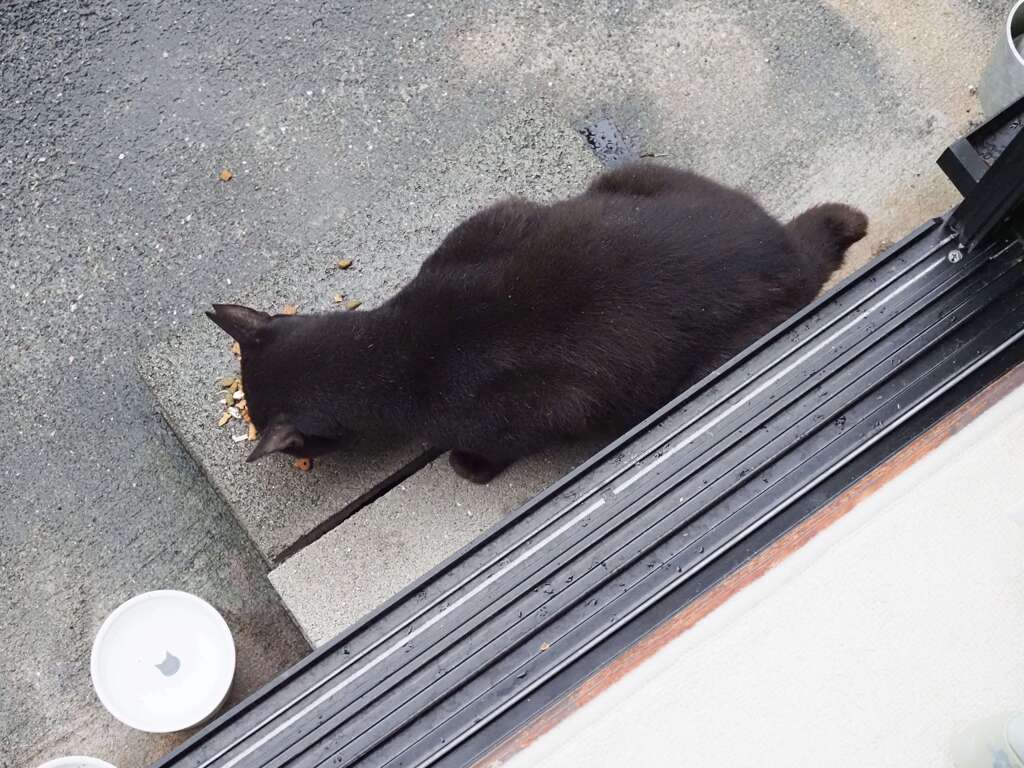 雨でも来るのだ♪