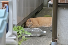 また寝てる♪