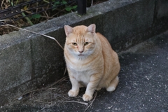 ひんやり♪