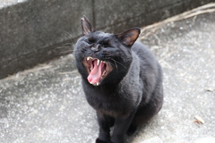 大あくび（爆笑）♪