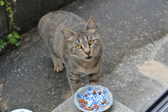 Where have all the Sabatora's gone?