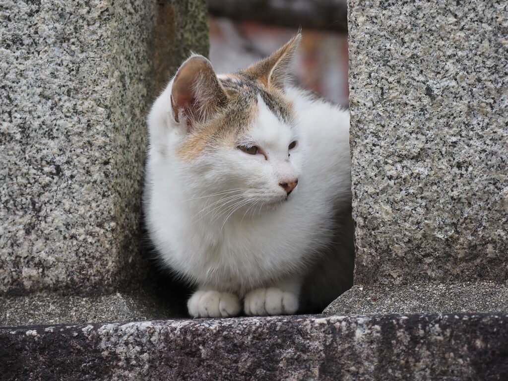 狛ネコ♪