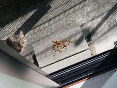 やって来た「サバトラ」♪