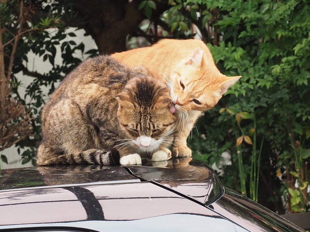 舐めネコ（2）