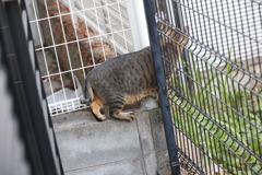 偵察（別サバトラ）♪