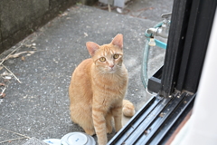 願いは、叶う（中茶トラ）♪
