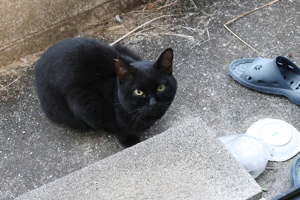 昨夜もモフる♪