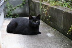 「クロネコ」大幅遅刻♪