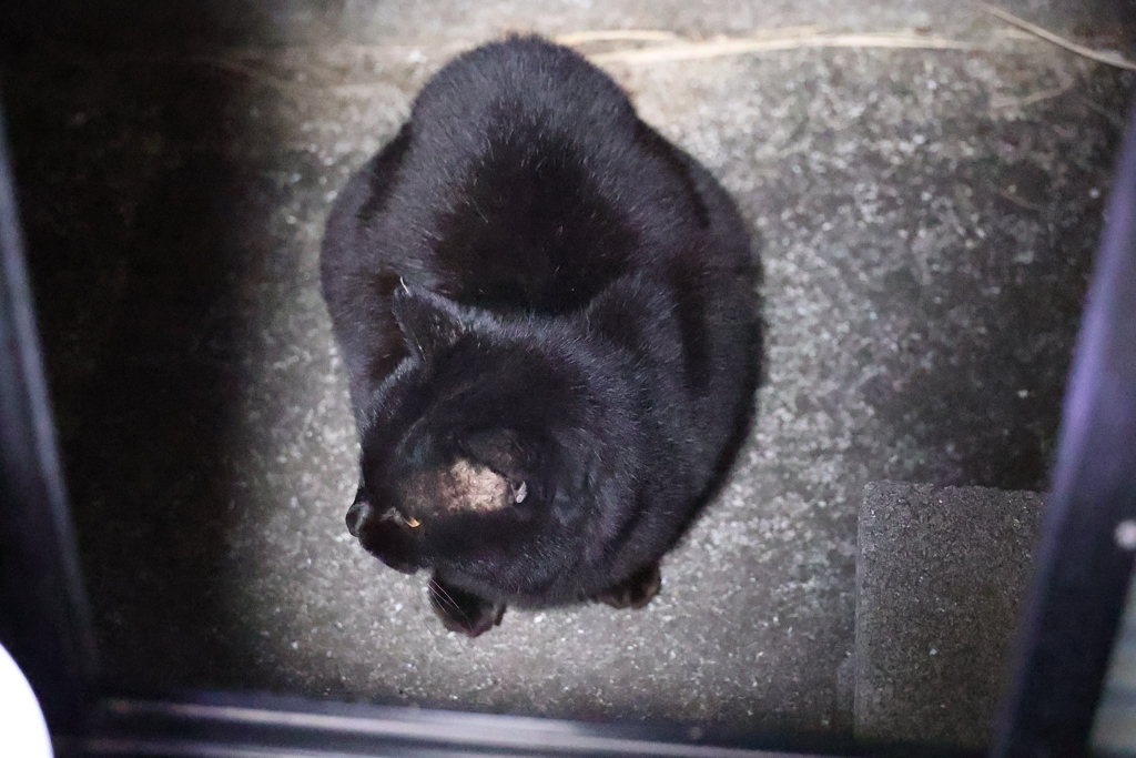 来てる来てる♪