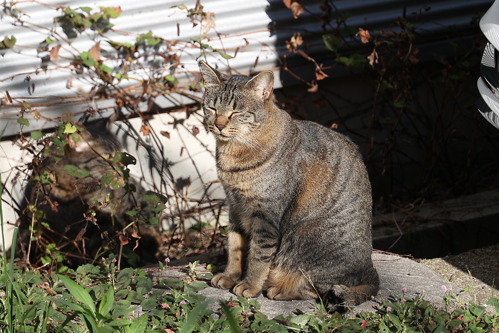 「別サバトラ」♪
