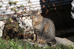 「別サバトラ」♪