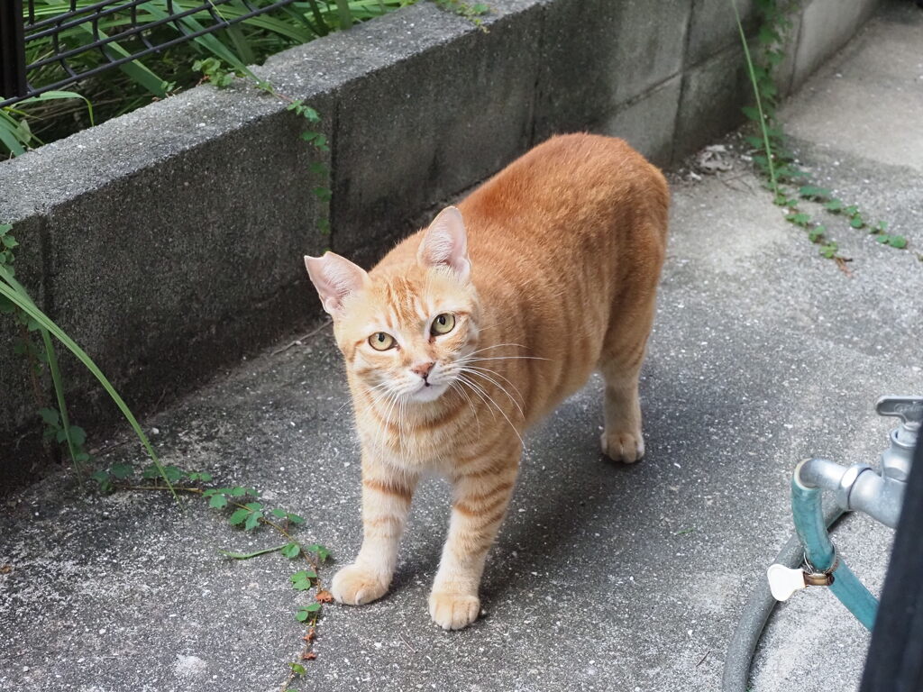 「新茶トラ」♪