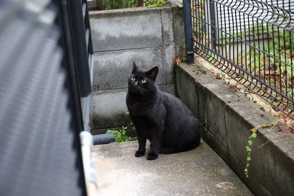 「クロネコ」再来♪