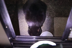 餌をつつく♪