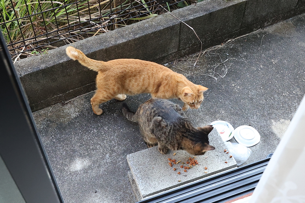 「中茶トラ」登場♪