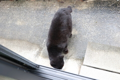 ガラスを擦る音♪