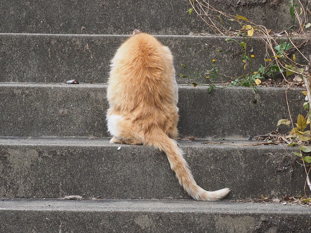 「トトロ」♪