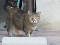 「朝のサバトラ」♪