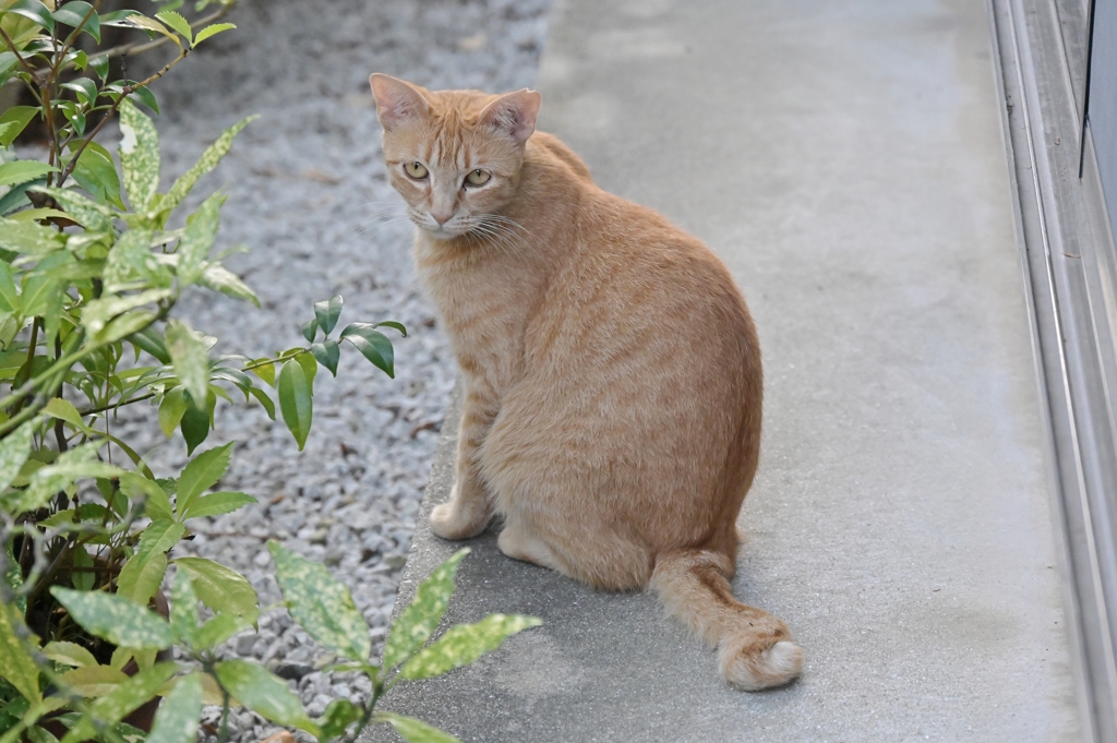 ハイ・ポーズ♪