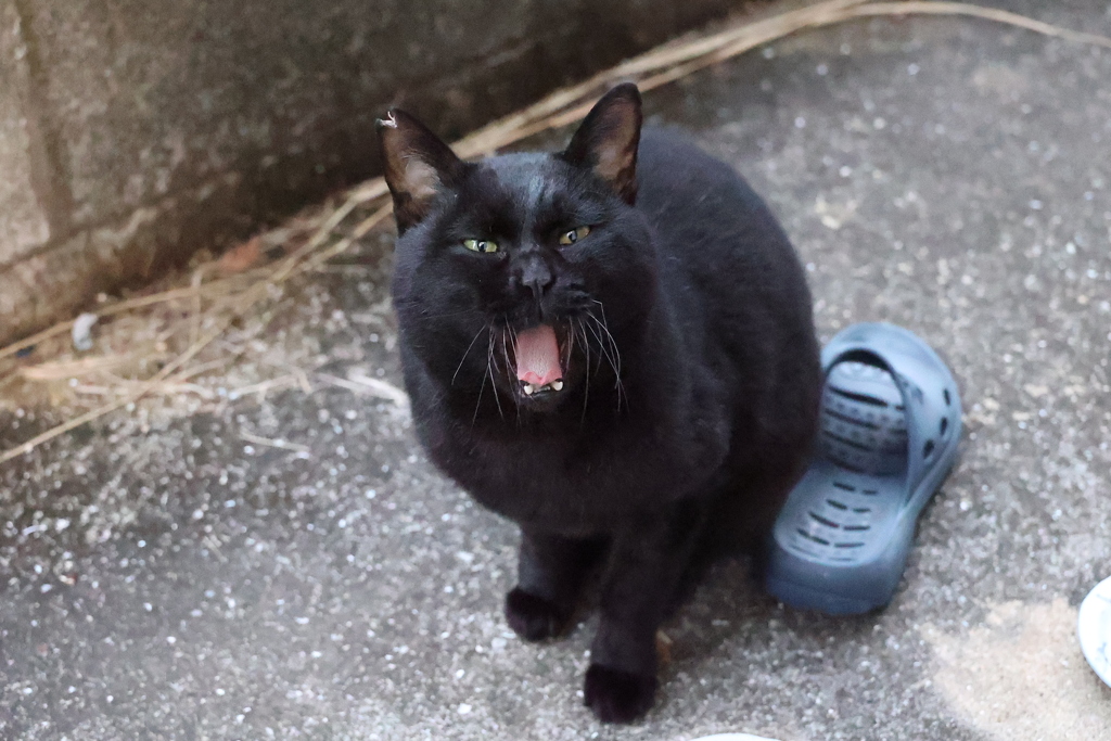 今日も、あくびだ♪