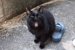 今日も、あくびだ♪