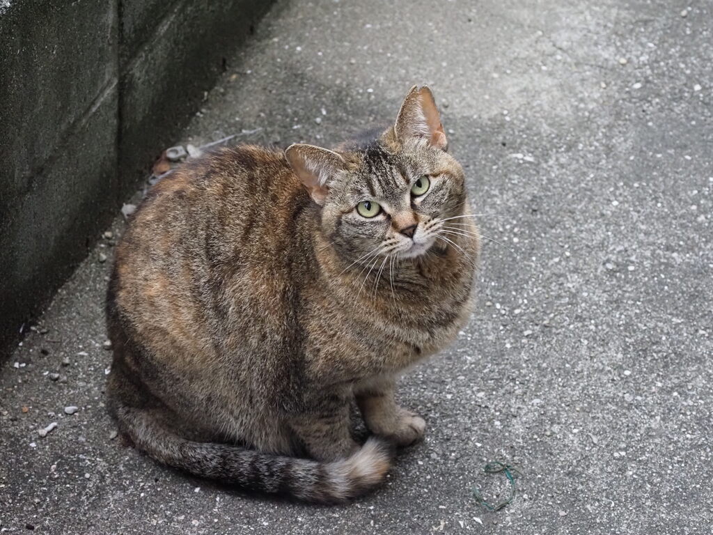 「今日は、サバトラ」♪